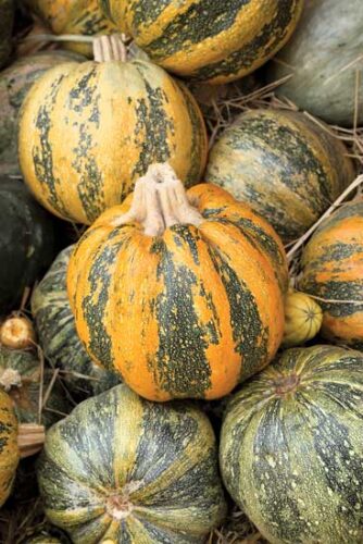 Pumpkin Recipes and Growing Tips